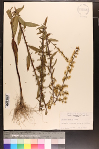 Solidago erecta image