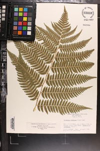 Dryopteris goldieana image