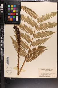 Dryopteris goldieana image