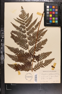 Dryopteris goldieana image