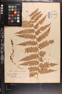 Dryopteris goldieana image