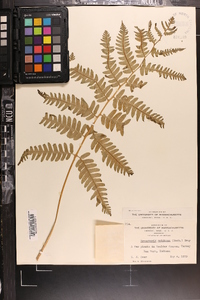 Dryopteris goldieana image