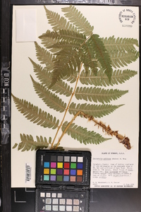 Dryopteris goldieana image