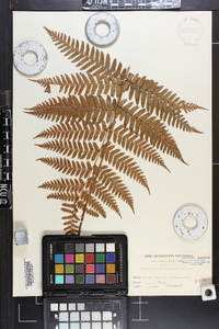 Dryopteris erythrosora image