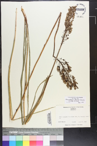 Stenanthium densum image