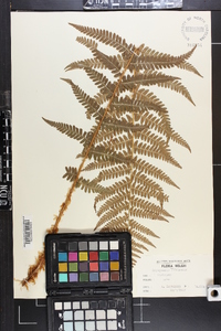 Dryopteris filix-mas image