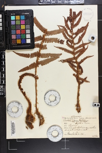 Dryopteris filix-mas image