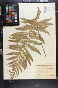 Dryopteris filix-mas image