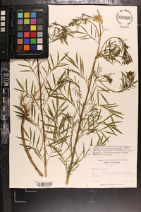 Tagetes minuta image