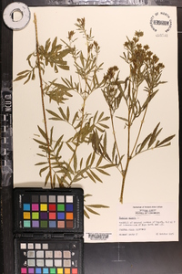 Tagetes minuta image