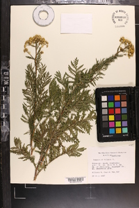 Tanacetum vulgare image