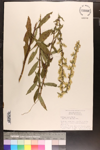 Solidago erecta image