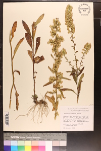 Solidago erecta image