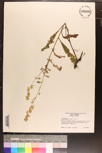 Solidago erecta image