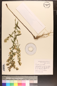 Solidago erecta image