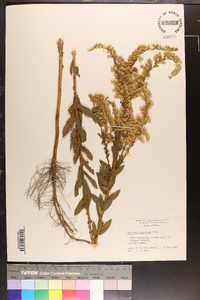 Solidago fistulosa image