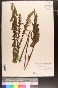 Solidago fistulosa image