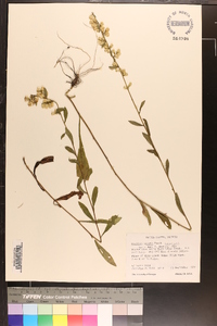 Solidago erecta image