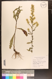 Solidago erecta image