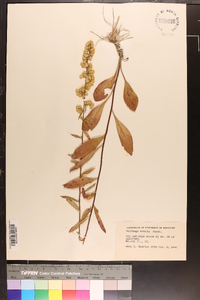 Solidago erecta image