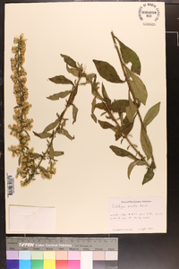 Solidago erecta image