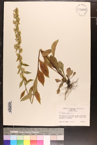 Solidago erecta image