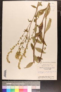 Solidago erecta image