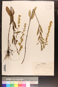 Solidago erecta image