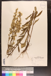 Solidago erecta image