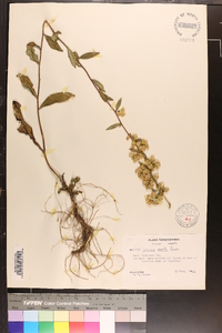 Solidago erecta image