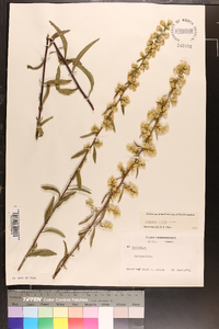 Solidago erecta image