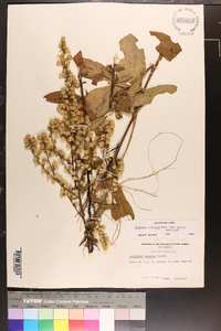 Solidago erecta image