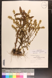 Solidago erecta image