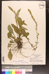 Solidago erecta image