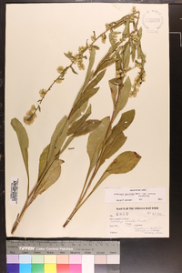 Solidago erecta image