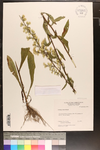 Solidago erecta image