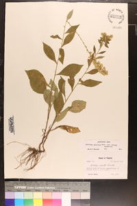 Solidago erecta image