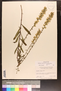 Solidago erecta image