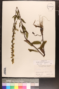 Solidago erecta image