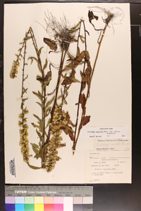 Solidago erecta image