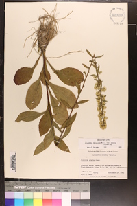 Solidago erecta image