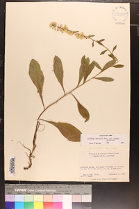 Solidago erecta image