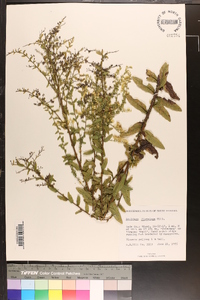 Solidago fistulosa image