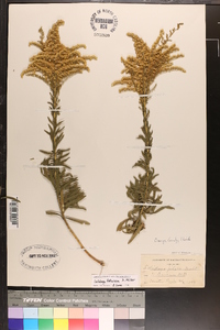 Solidago fistulosa image