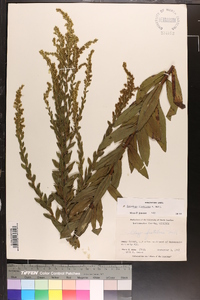 Solidago fistulosa image