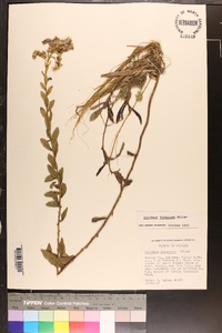 Solidago fistulosa image