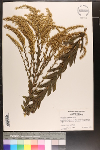 Solidago fistulosa image