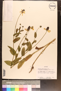 Rudbeckia amplexicaulis image