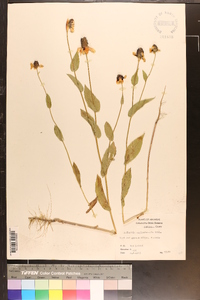 Rudbeckia amplexicaulis image