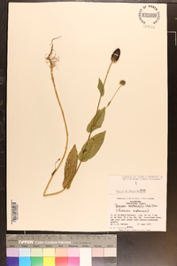 Rudbeckia amplexicaulis image